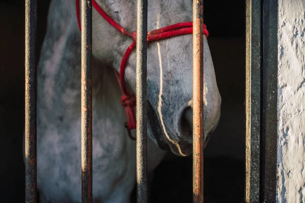 Cavalo Usando Freio Por Portão Estábulo — Fotografia de Stock