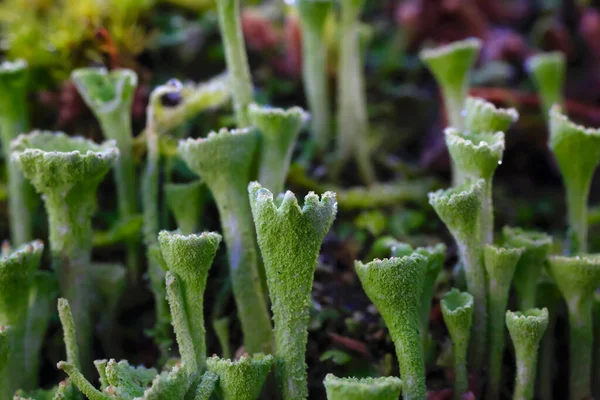 Folhas Verdes Alface Jardim — Fotografia de Stock