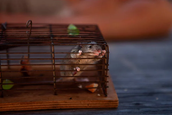 笼子里的老鼠把头移开 — 图库照片