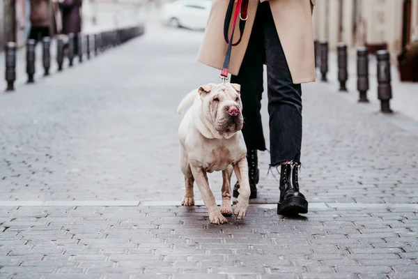 Cão Com Coleira Estimação Andando Por Mulher Caminho Concreto — Fotografia de Stock