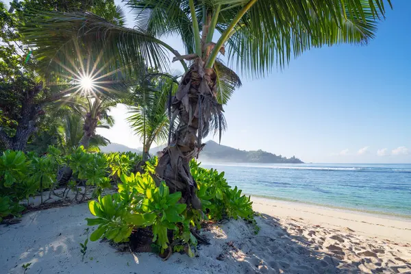 Φοινικόδεντρο Αυξάνεται Στην Παραλία Baie Lazare Καλοκαίρι — Φωτογραφία Αρχείου