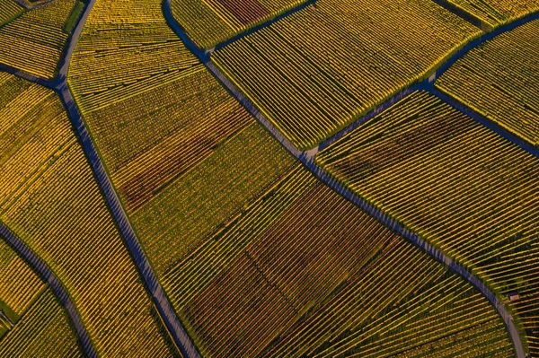 Alemania Baden Wurttemberg Stuttgart Vista Aérea Los Viñedos Otoño — Foto de Stock