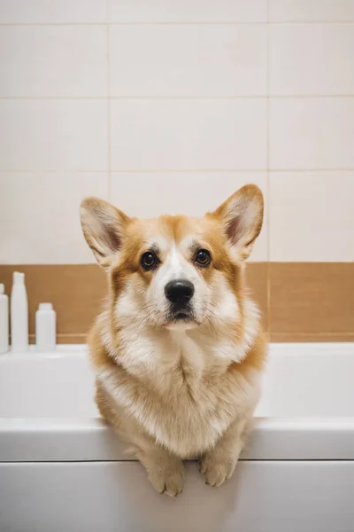 Портрет Собаки Корги Стоящей Ванной — стоковое фото