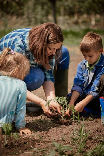 Mother Planting Tomato Seedling Son Daughter Back Yard — Stock Photo, Image