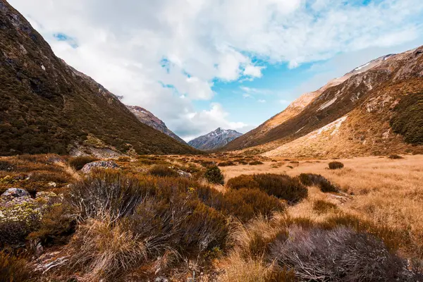 Brun Flora Arthurs Pass Sydön Nya Zeeland — Stockfoto