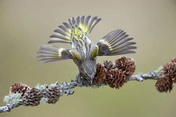 Siskin Eurasien Spinus Spinus Chantant Sur Une Branche Arbre — Photo