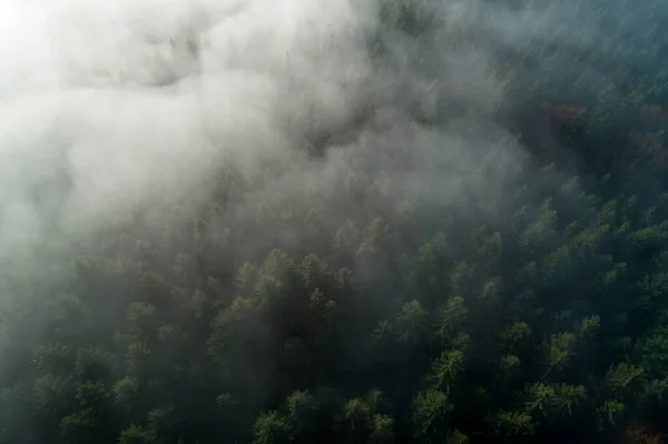 浓雾笼罩着的黑森林的无人机景观 — 图库照片