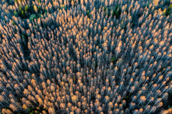 德国巴登 符腾堡斯瓦比亚森林的秋天树 — 图库照片