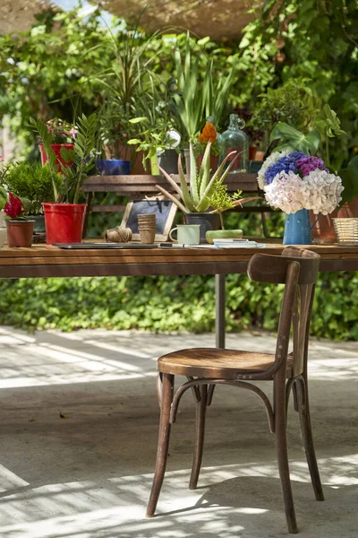 Varias Plantas Maceta Mesa Por Silla Madera Patio Trasero — Foto de Stock