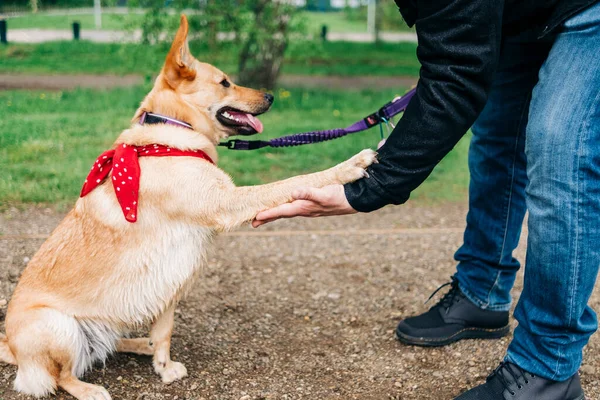 Hombre Haciendo Apretón Manos Con Perro Parque —  Fotos de Stock