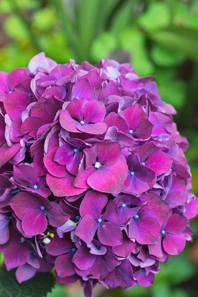 Hortênsias Flor Roxa Com Abelha — Fotografia de Stock