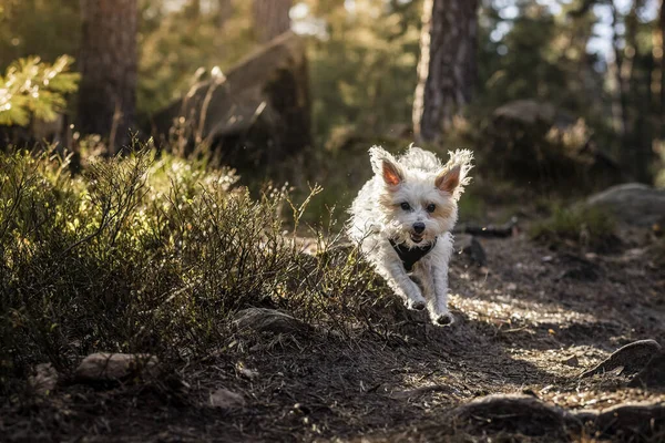 Chien Courant Dans Forêt Palatine Palatinat Allemagne — Photo