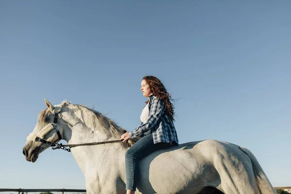 Jovem Cavalo Centro Equestre Contra Céu Claro — Fotografia de Stock