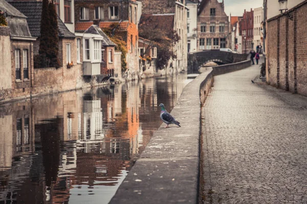 比利时 西佛兰德 布鲁日 鸽子站在城市运河边 — 图库照片