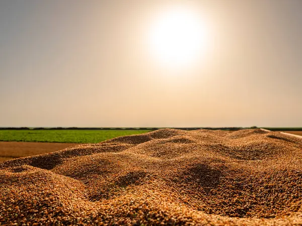 Slunce Vychází Nad Hromadami Sklizené Pšenice — Stock fotografie