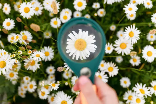 Boy Holding Magnifying Glass Chamomile Flower Field — Stock Photo, Image