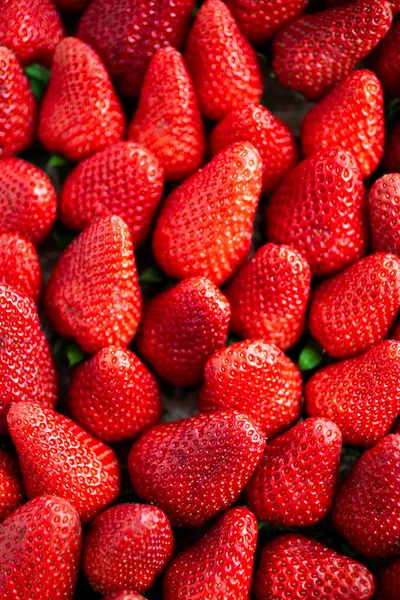 Marco Completo Fresas Frescas Maduras — Foto de Stock