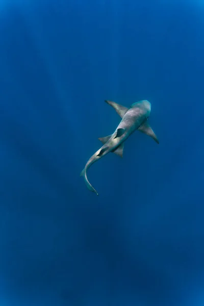 Enfermeira Tubarão Nadando Mar Azul Profundo — Fotografia de Stock