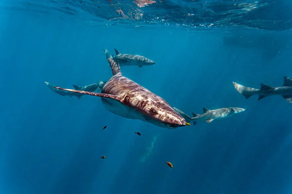 青い海を泳ぐサメ — ストック写真