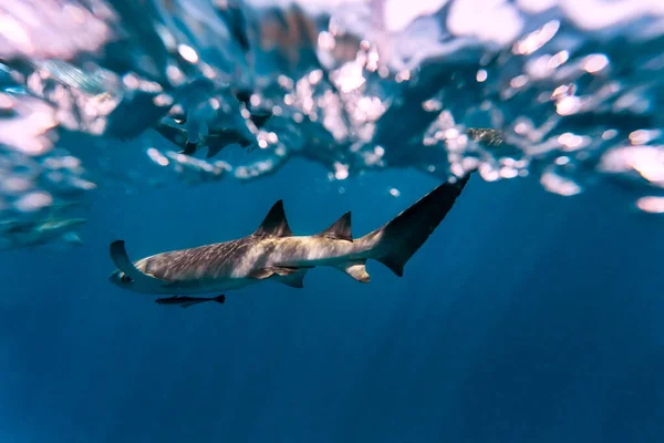 Infirmière Requins Mer Bleue — Photo