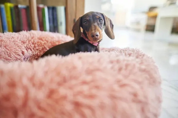 Hond Zittend Huisdier Bed Thuis — Stockfoto