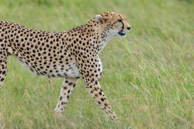 Afrika 'nın bozkırında çita