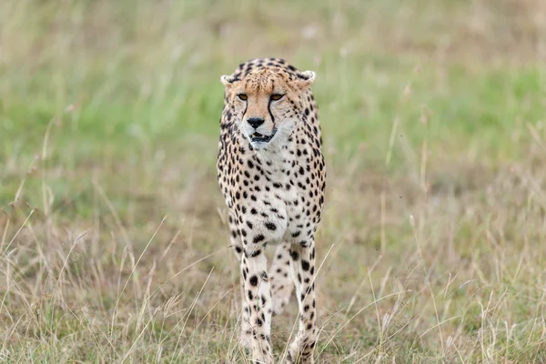 Gepard v savaně v Keni — Stock fotografie