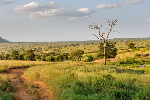 マサイマラ国立保護区のケニアのアフリカのサファリ — ストック写真