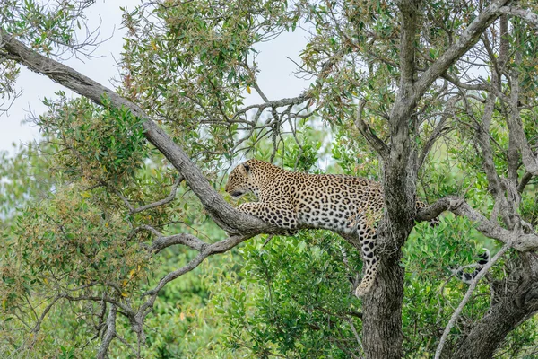 Leopard i trädet af — Stockfoto