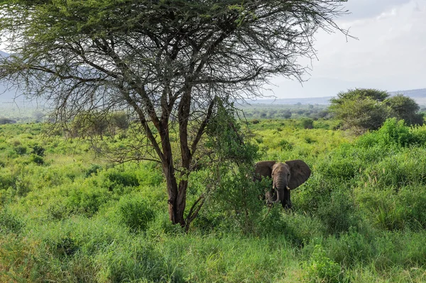 Grote olifant in de savanne in Afrika — Stockfoto