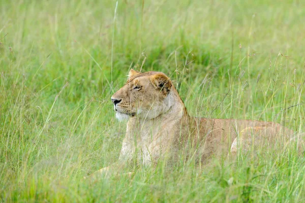 Boda de leones en la sabana de África — Foto de Stock
