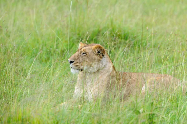 Lion wedding in the savannah of Africa — Stock Photo, Image