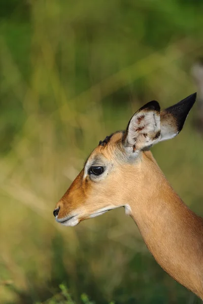 Masai Mara sürüde Impala — Stok fotoğraf