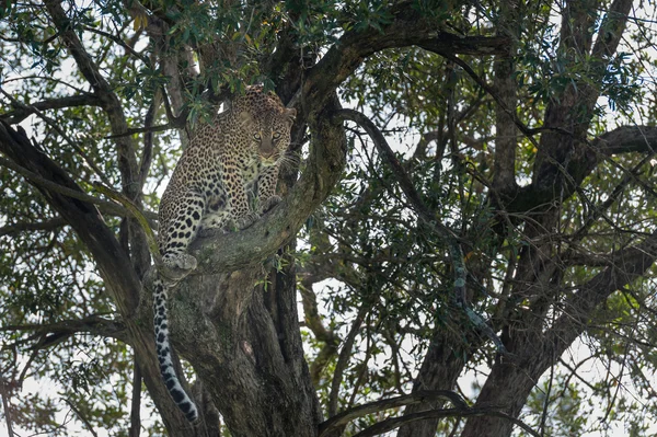 เสือดาวในต้นไม้ Masai Mara — ภาพถ่ายสต็อก