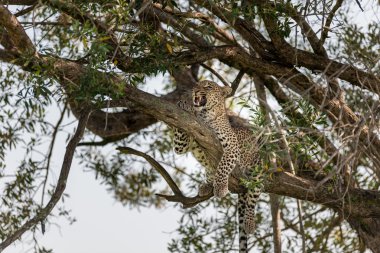 Leopar ağacında Masai Mara