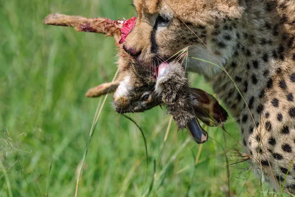 Cheetah in the masai mara — стоковое фото