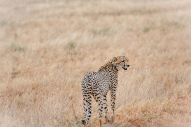 Cheetah foray için Masai Mara