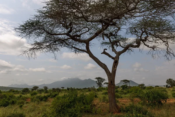 Afrika safari in de masai mara — Stockfoto