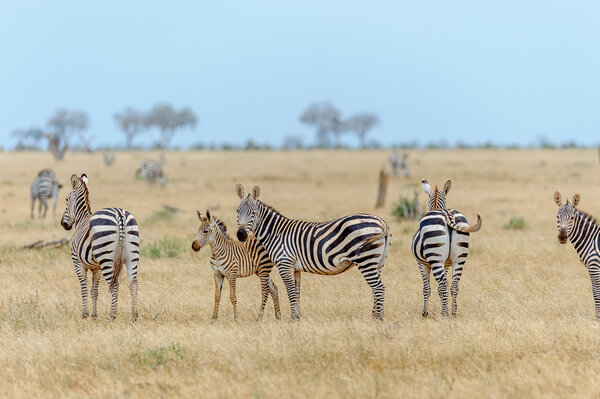 Herd of Zebra in the savannah of Africa