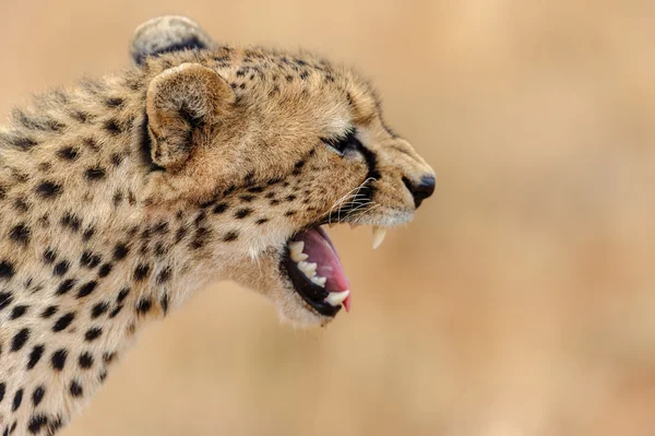 Ghepardo nel Masai Mara per l'incursione — Foto Stock