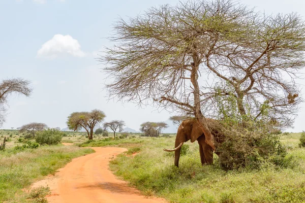Big Elephant in the savannah of Africa — Stock Photo, Image