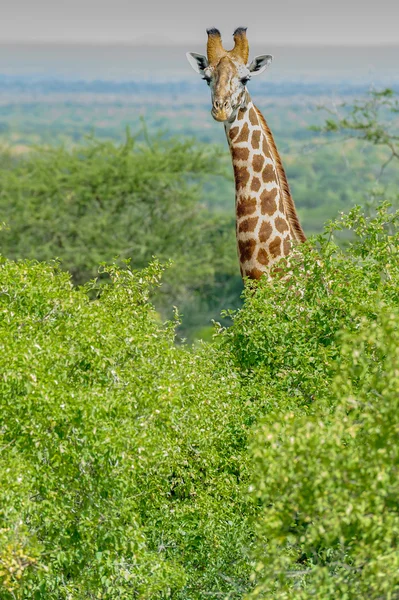 Giraffe  in the Masai Mara Stock Photo