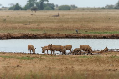 Savannah, Afrika yaban domuzu