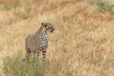 Afrika 'nın bozkırında çita