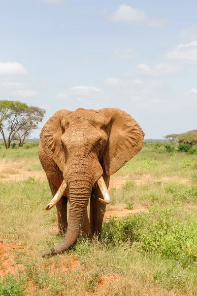 アフリカのサバンナで大きな象 — ストック写真