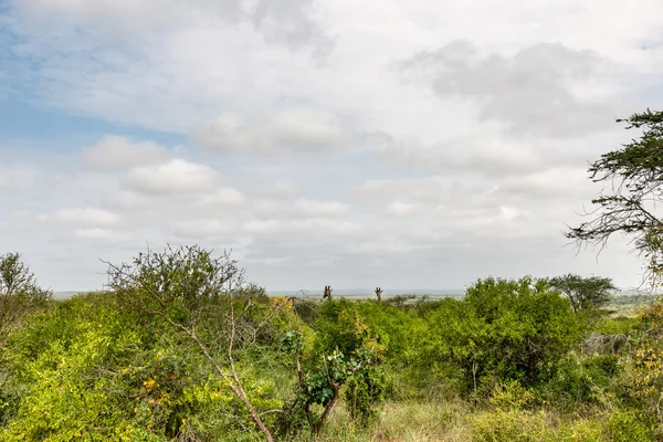 Giraffe in de masai mara — Stockfoto