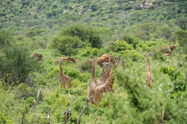 Giraffe  in the Masai Mara — Stock Photo, Image