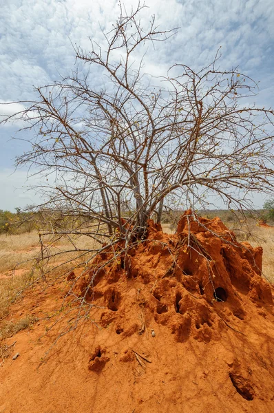 Afrika termieten heuvel bouw — Stockfoto
