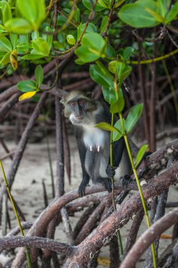monkeys in the mangroves Kenya clipart