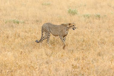 Cheetah Masai Mara Kenya